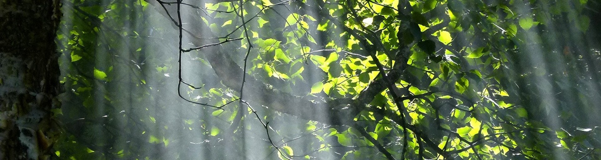 Crescimento do mercado regulado de carbono - Grandes oportunidades para o Brasil