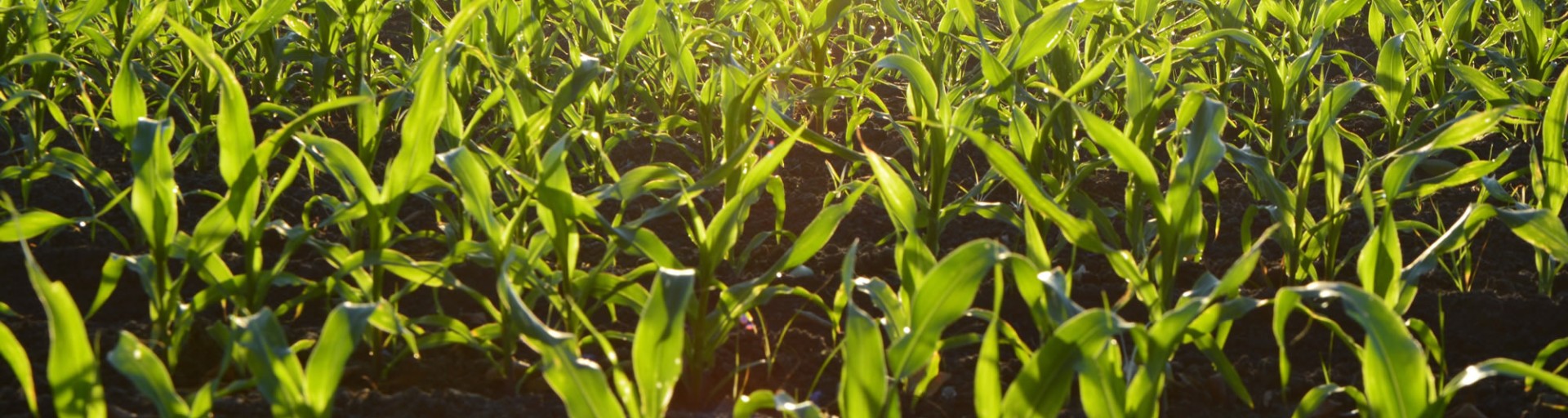 Como o agronegócio se beneficia do mercado de carbono